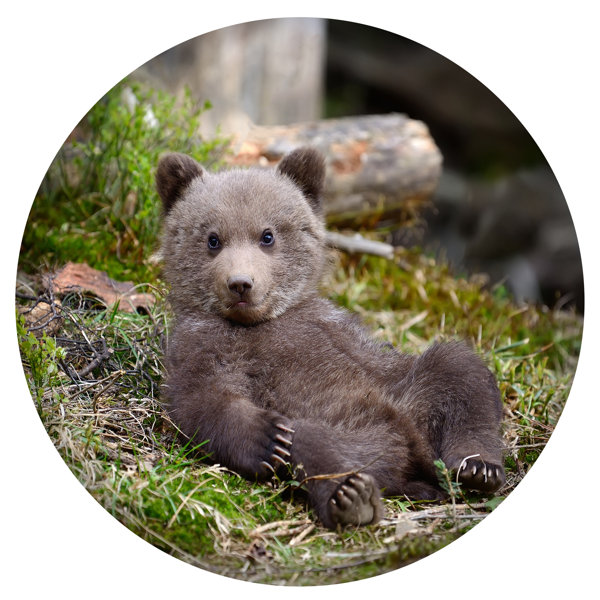 Millwood Pines Judsonia Water Resistant Steel Animals Wall Decor Wayfair